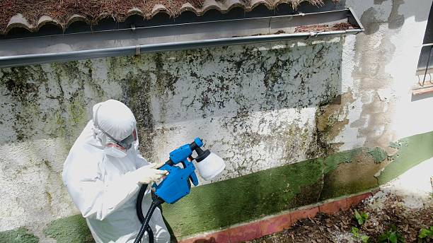 Mold Removal service in Shelbyville